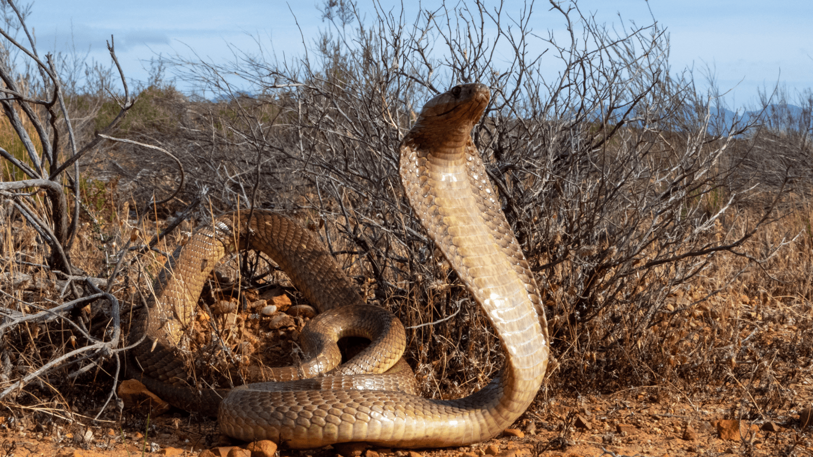 A Snake in the Hood: cobras of the Karoo 